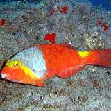 Pesce pappagallo
